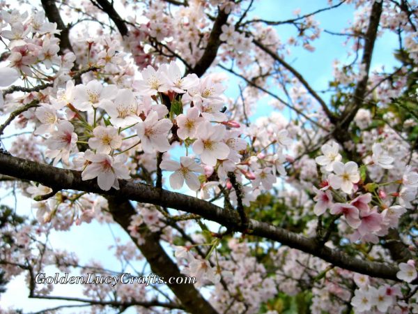 Cherry Blossoms, spring