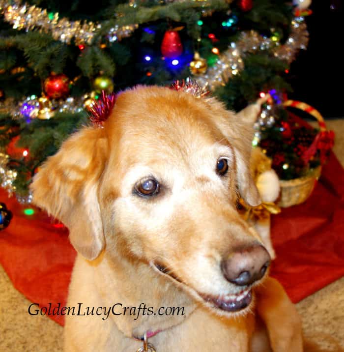 Golden retriver dog  in front of the Christmas tree.