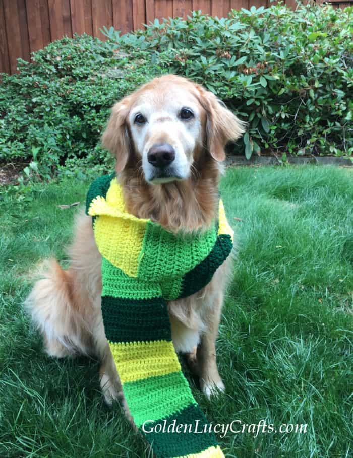 Lucy the golden retriever dressed in scarf.