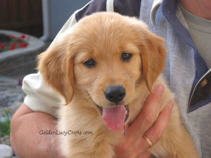 Golden retriever puppy.