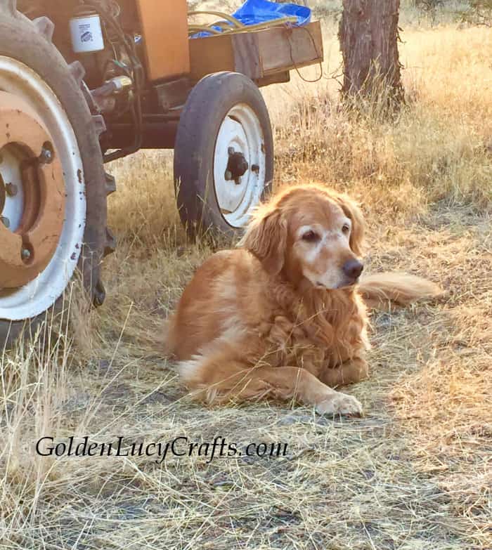 Golden retriever laying under the tractor.