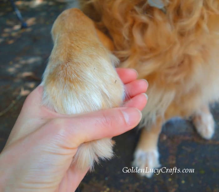Dog's paw in somebody's hand.