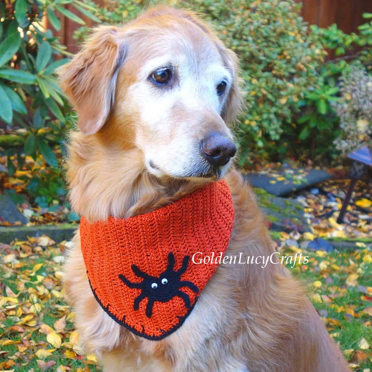 Dog dressed in orange bandana with spider applique on it.