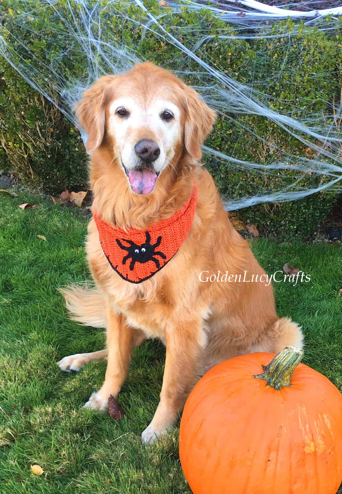 Dog dressed up in Halloween bandana, pumpkin in front of him.