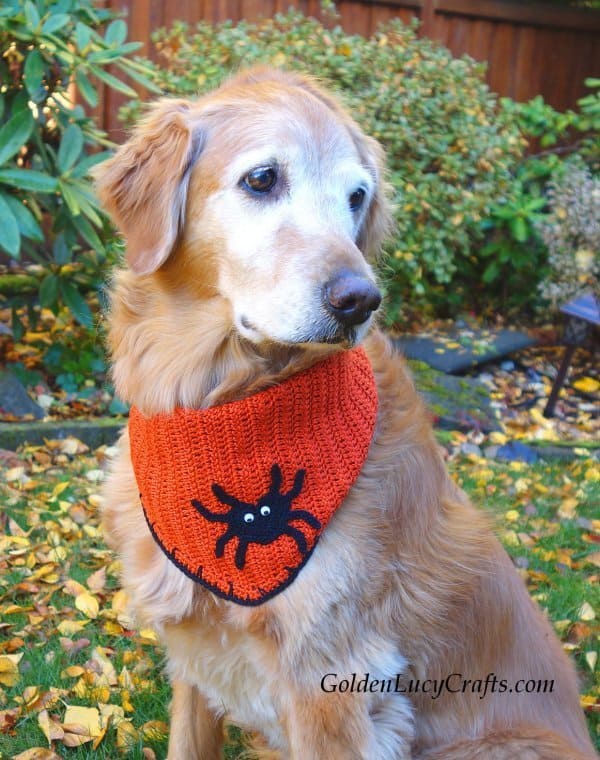 Dog dressed in crochet orange bandana with spider on it.