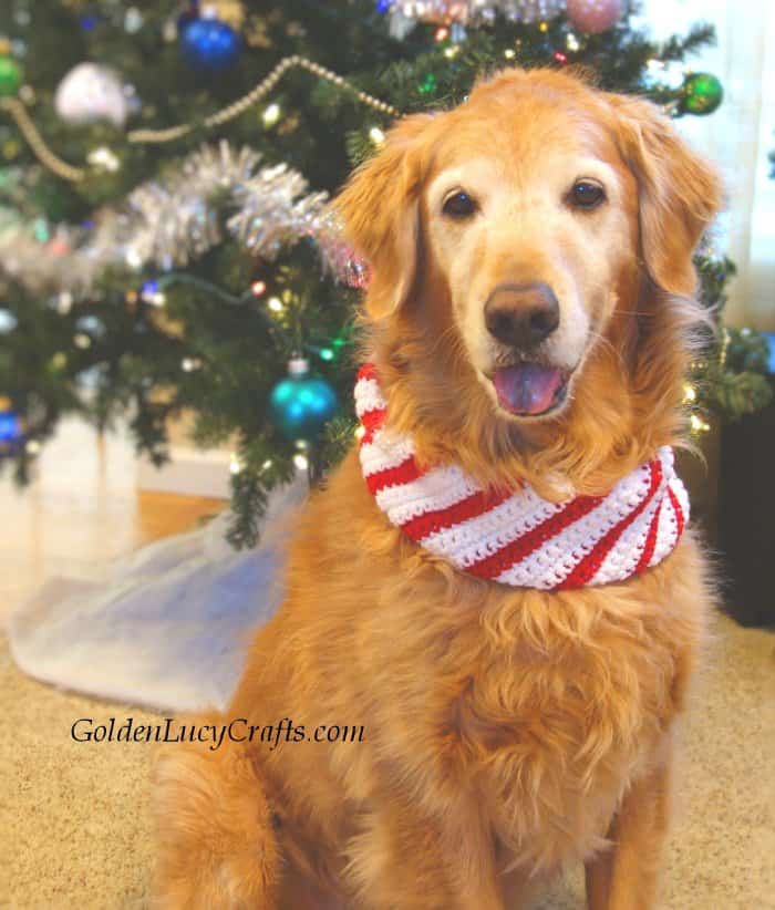 Cute dog dressed in crochet Christmas dog scarf.