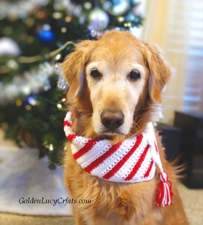 Golden retriever  dressed in crocheted Christmas scarf.