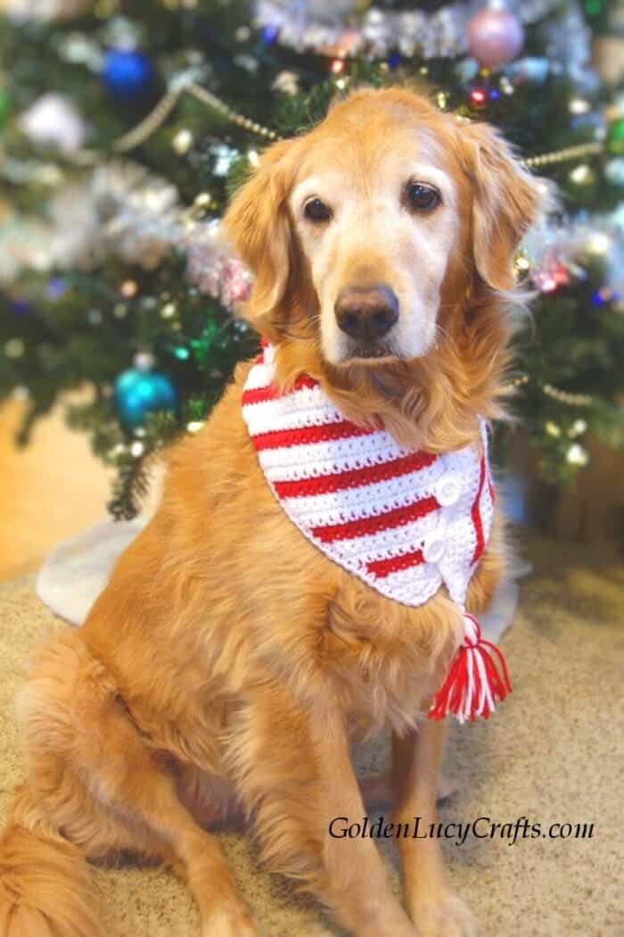 Dog dressed in crocheted candy cane Christmas scarf.