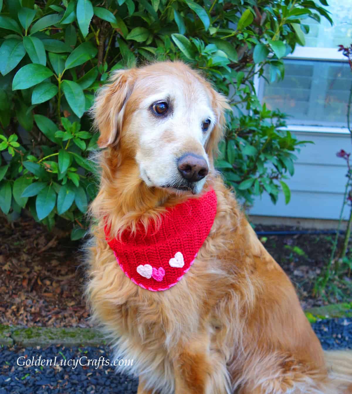 Dog dressed in Valentine's Day red bandana embellished with three hearts.