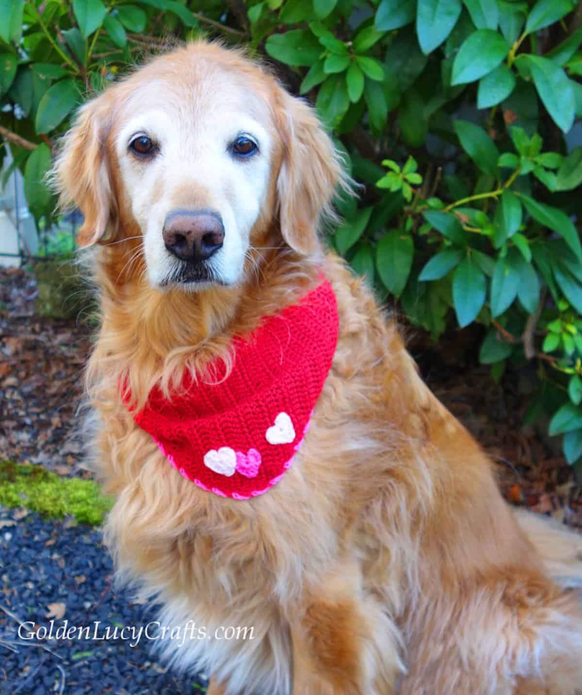 Dog dressed in red bandana embellished with three hearts.