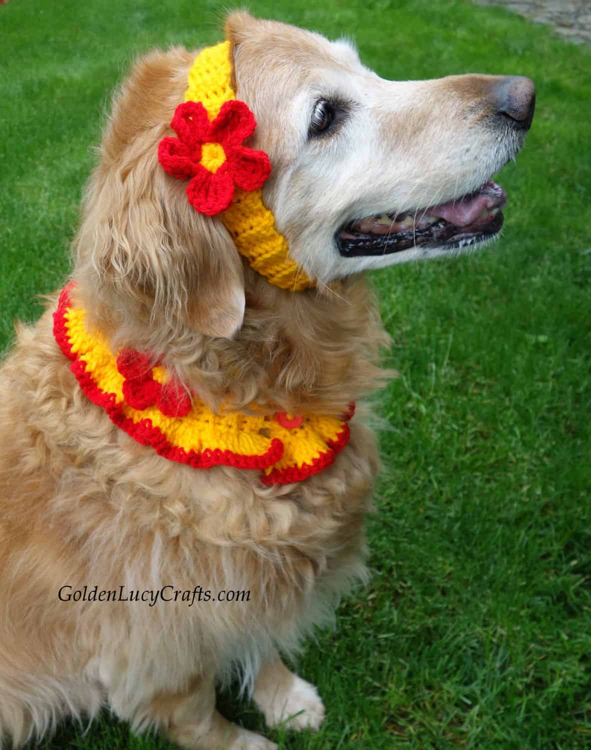 Dog wearing crochet dog collar and headband.