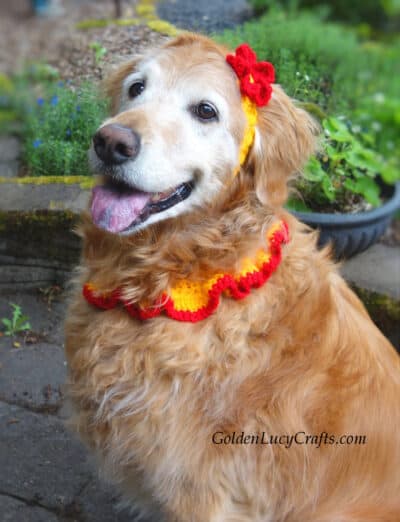 Dog dressed in crocheted collar and headband.