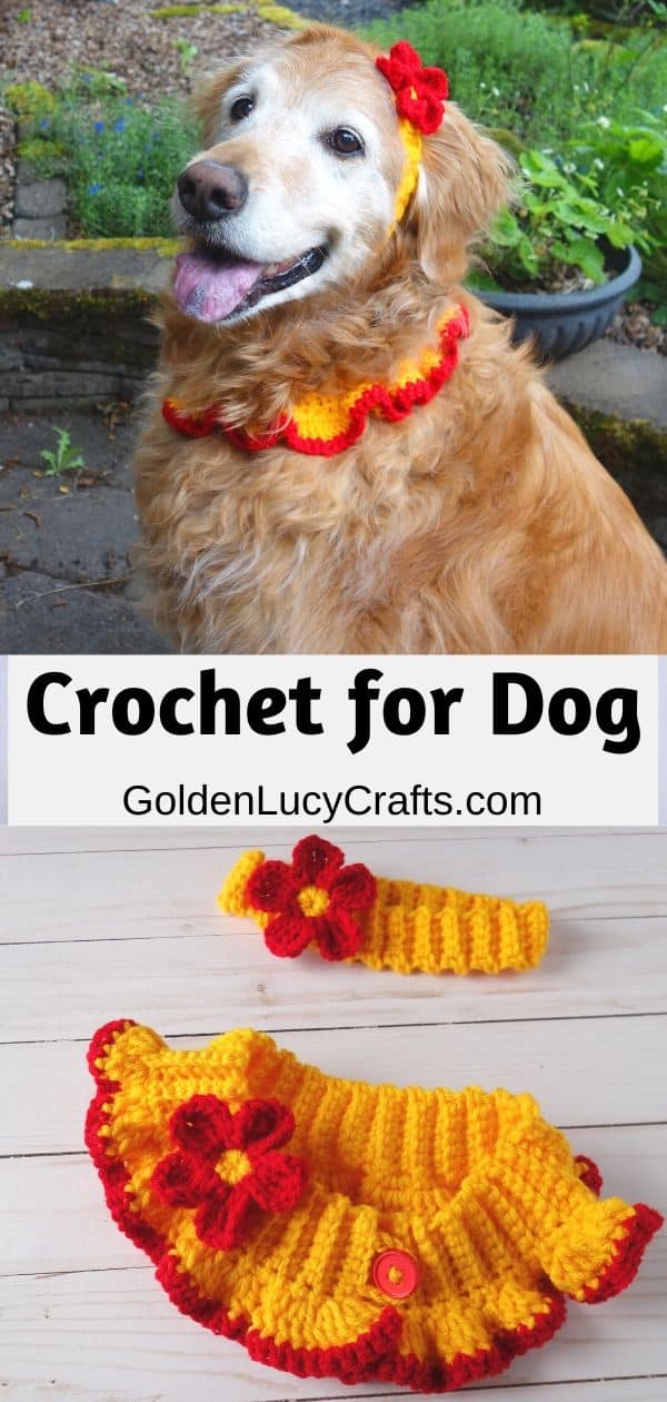 Dog dressed in crochet collar and headband.