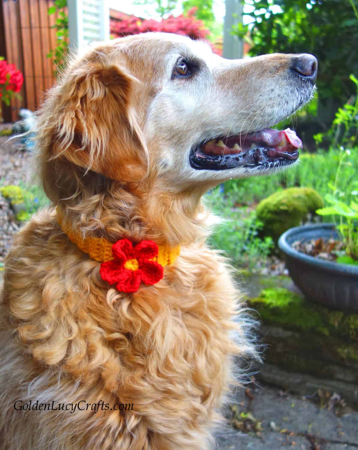 Dog wearing crocheted collar embellished with flower.