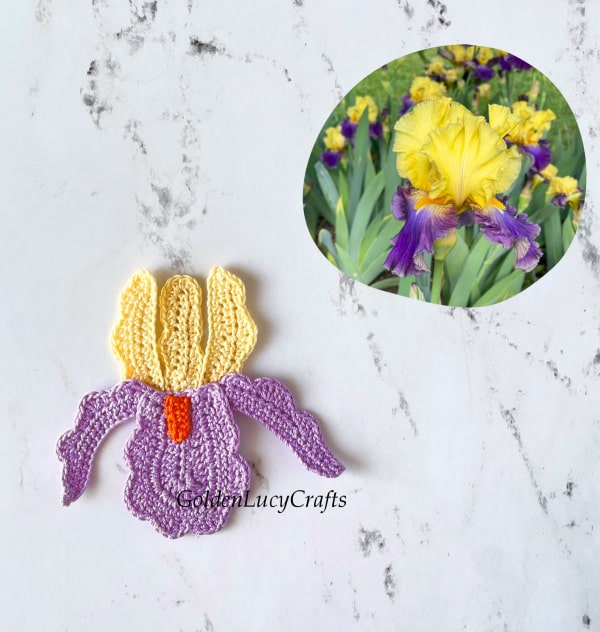 Crocheted iris flower and real iris flower.