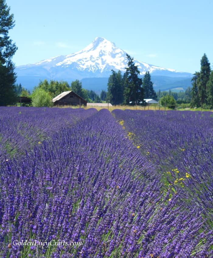 Lavender field and mountains on the background.