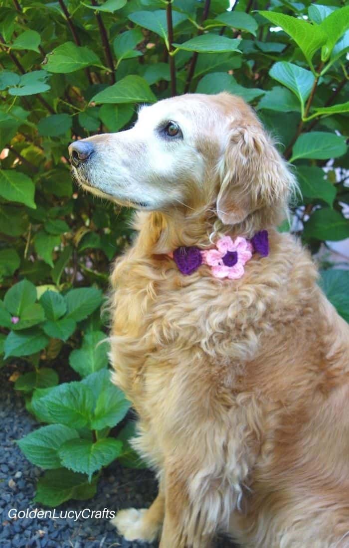 Golden retriever wearing crocheted collar embellished with flower and hearts.