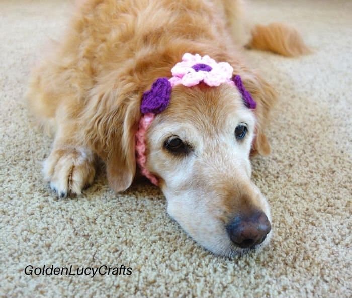 Crochet dog headband embellished with flower and hearts