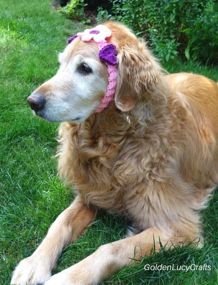 Golden retriever in pink crocheted headband.