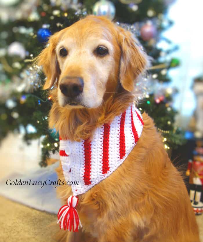 Dog dressed in crocheted Christmas scarf