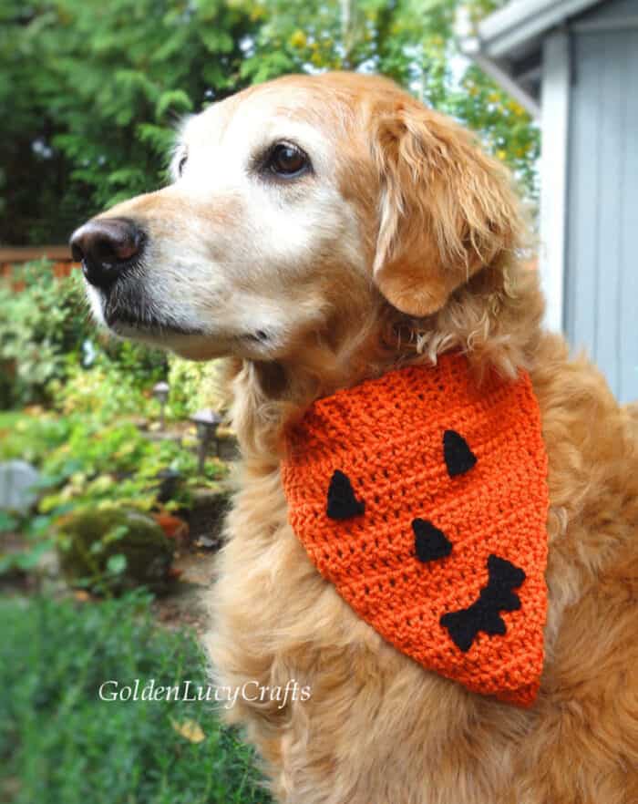 Jack O’Lantern Pumpkin Face Crochet Dog Bandana - GoldenLucyCrafts