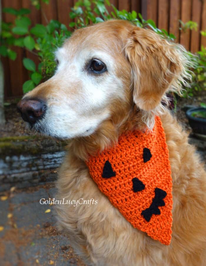 Jack O’Lantern Pumpkin Face Crochet Dog Bandana - GoldenLucyCrafts