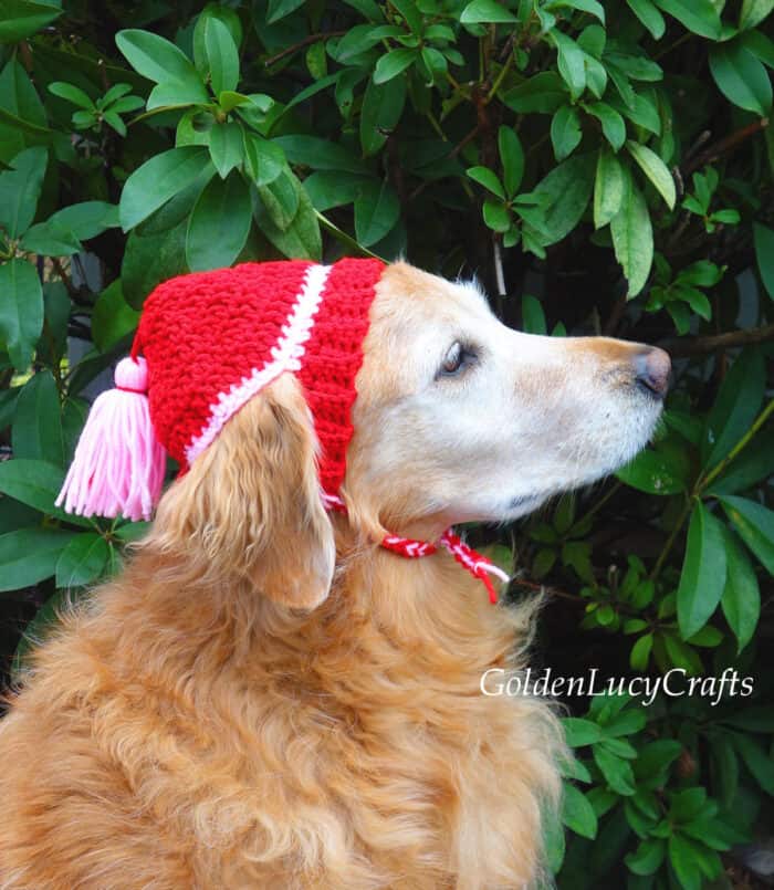 Crochet Dog Hat, Free Crochet Pattern - GoldenLucyCrafts