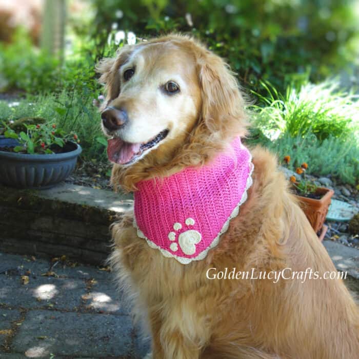 Golden retriever dressed in pink crocheted bandana.