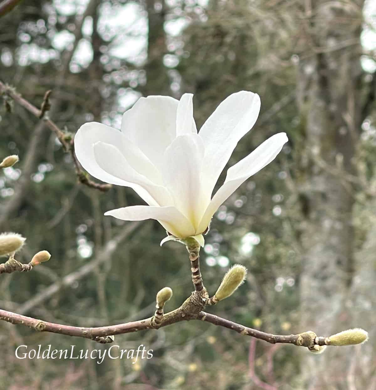 Magnolia white flower.