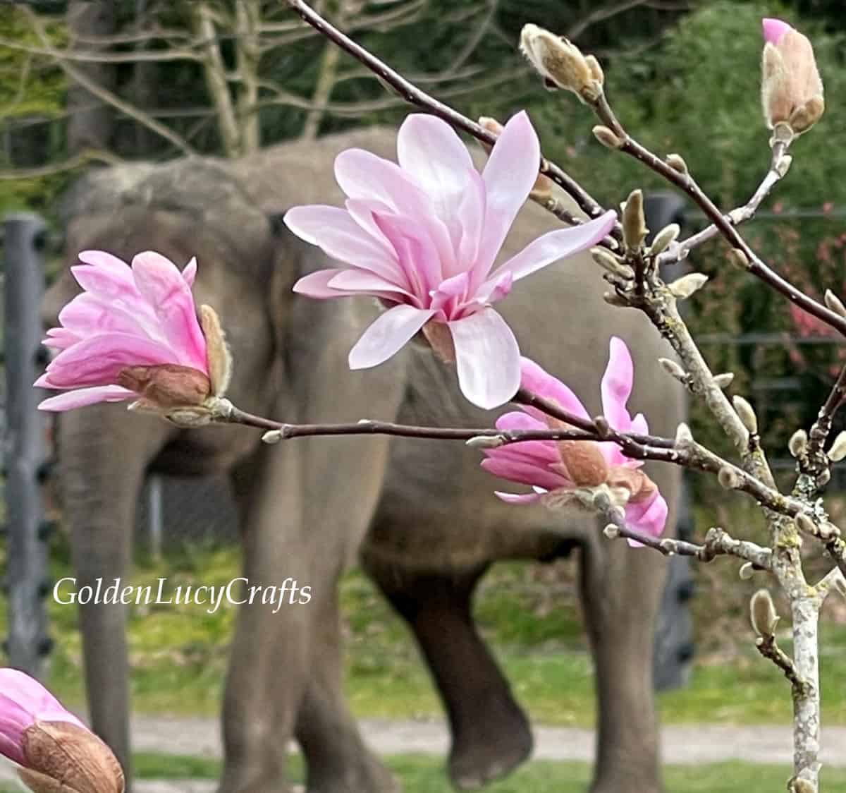 Light pink magnolia plant, elephant in the background.