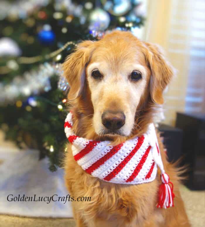 Golden retriever dressed in Christmas candy cane scarf.