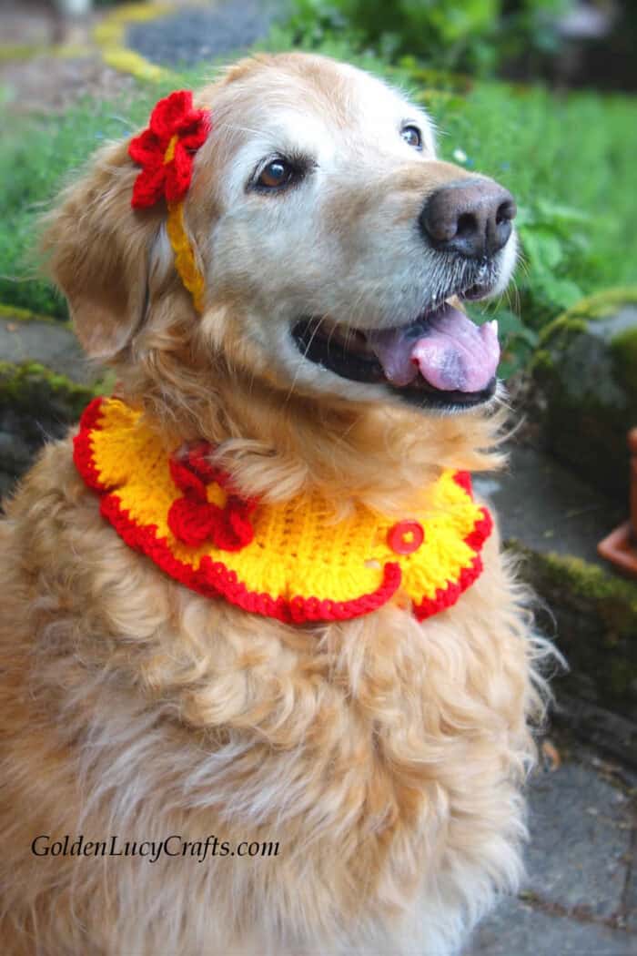 Dog dressed in crocheted collar and headband embellished with flowers.