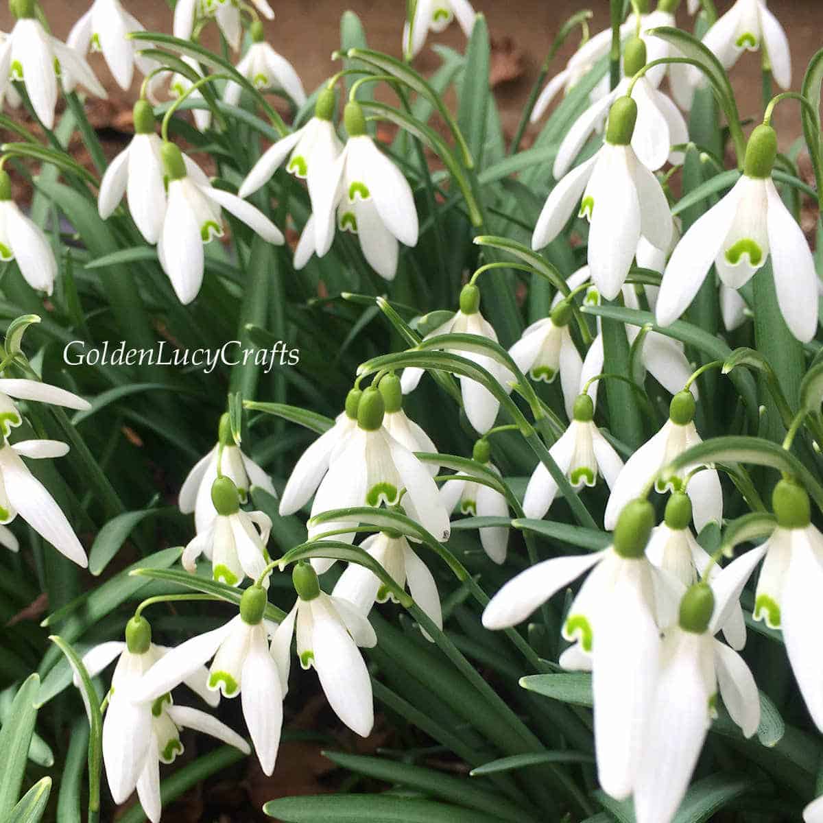 Snowdrops.