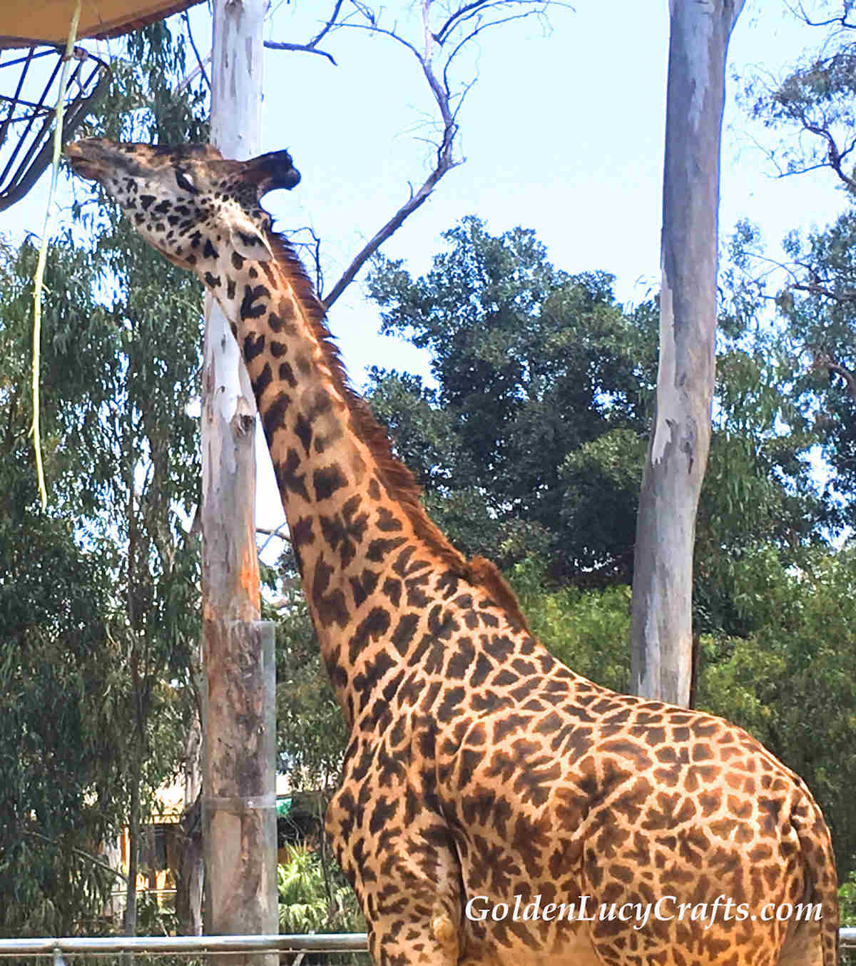 Giraffe eating his food.