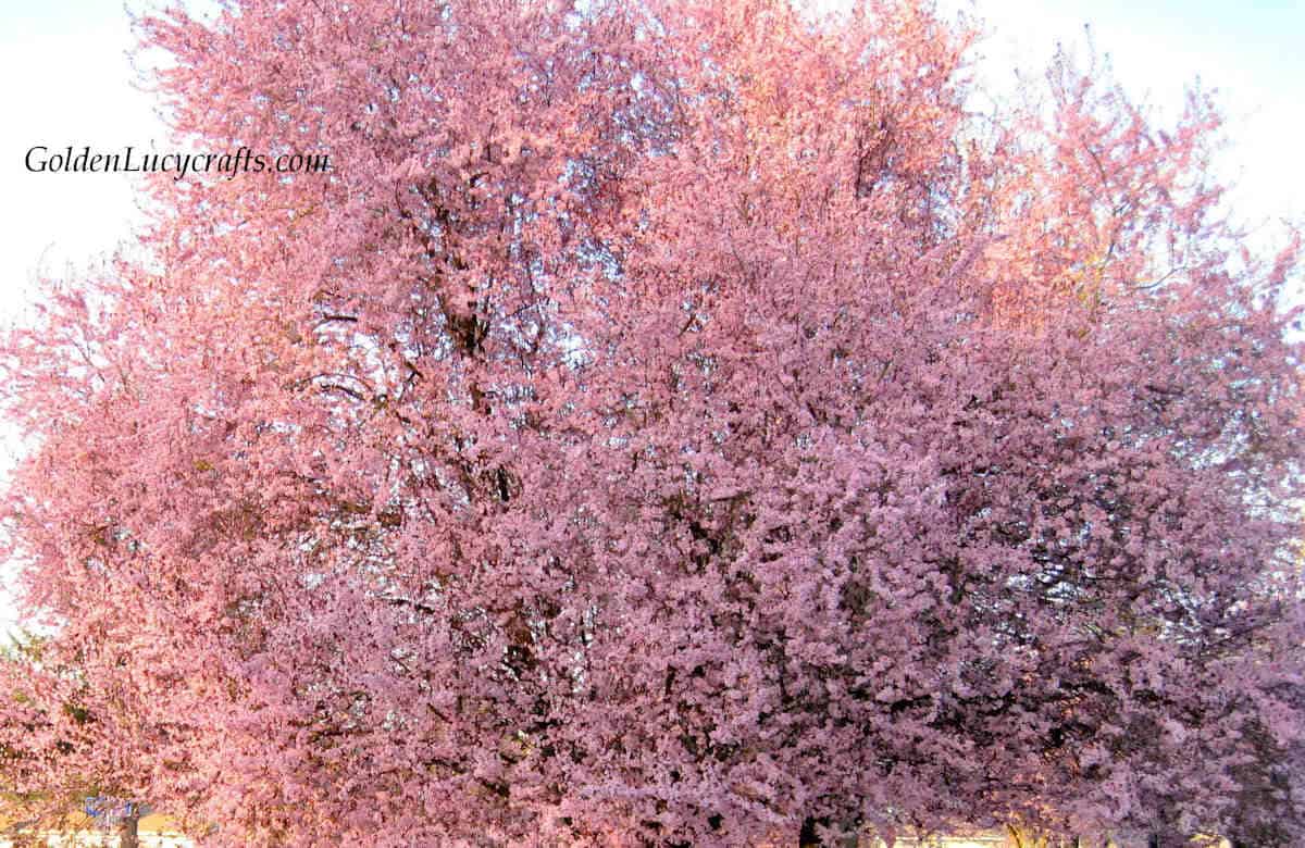 Tree covered in pink blossom.