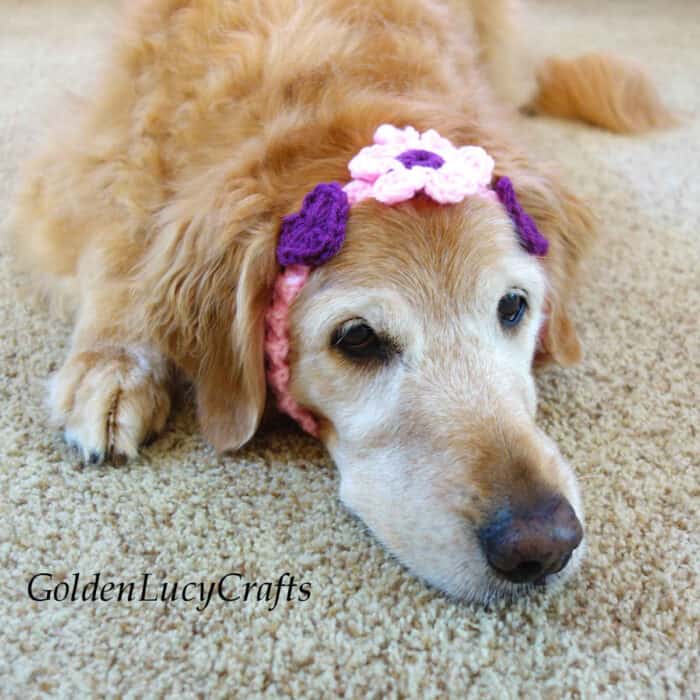 Golden retriever dressed in crocheted headband embellished with flower and hearts.