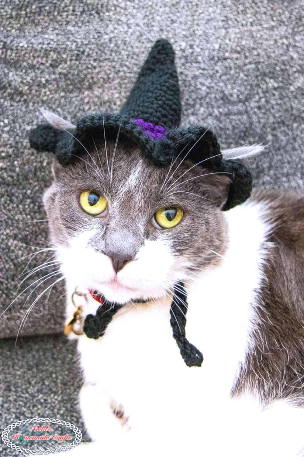 Cat dressed in crocheted witch hat.